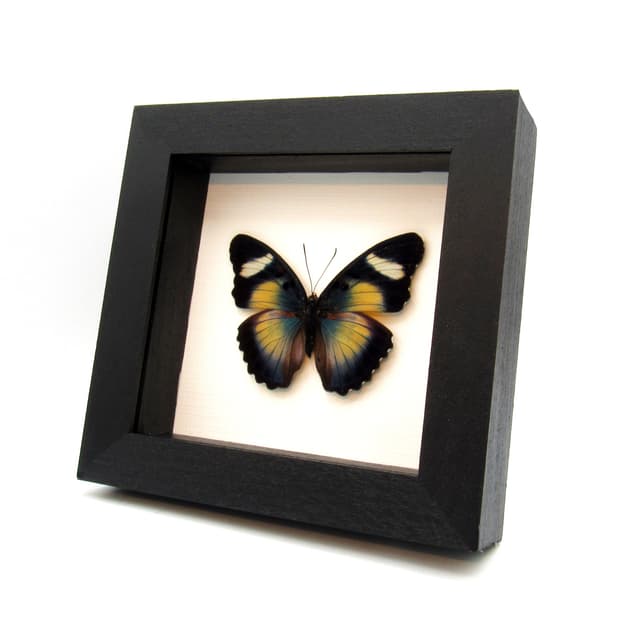 Rare Themis Forester butterfly framed taxidermy - Euphaedra piriformis - large female