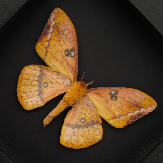 Rare pink Saturn moth framed taxidermy - Eacles ducalis