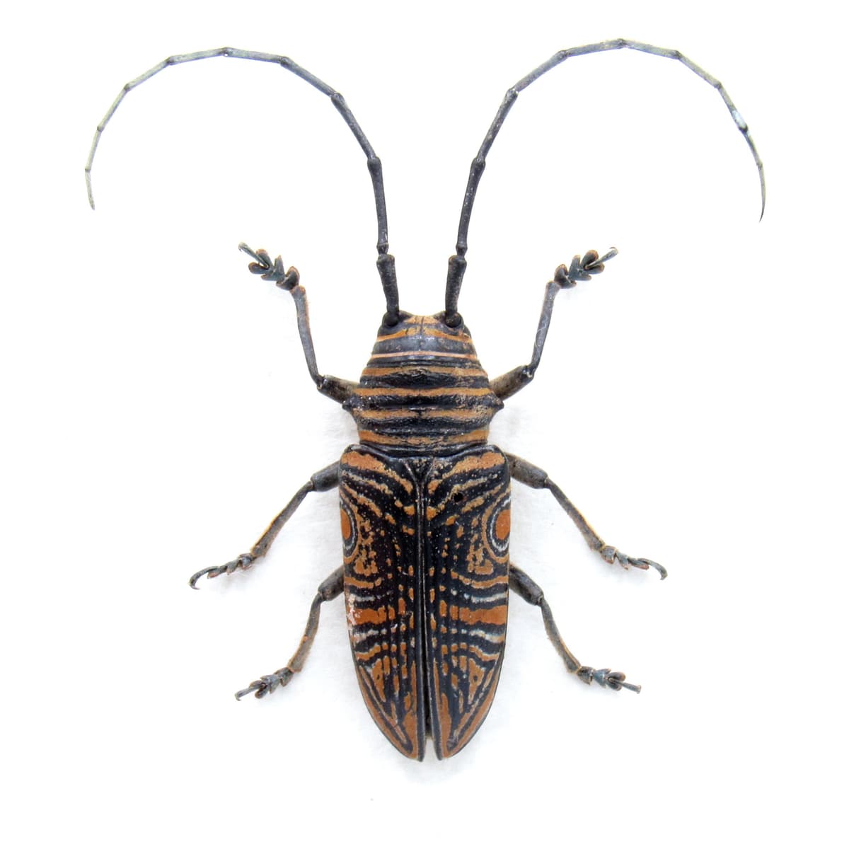 Real Hieroglyphic Longhorn beetle framed taxidermy - Zographus hieroglyphicus - female