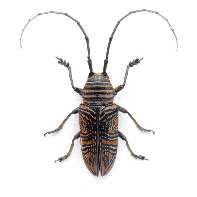 Real Hieroglyphic Longhorn beetle framed taxidermy - Zographus hieroglyphicus - female