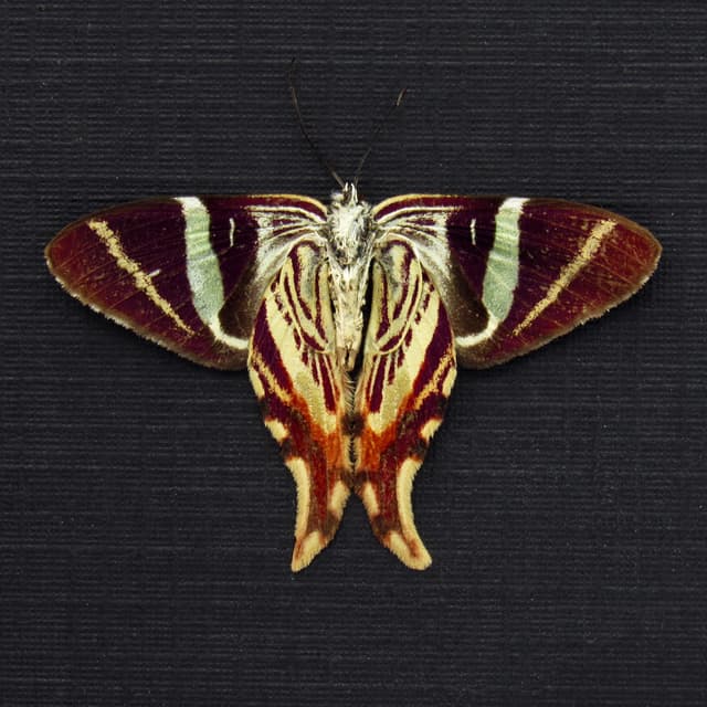 Rare Maroon Geometer moth framed taxidermy - Erateina antipodaria - Victorian mount