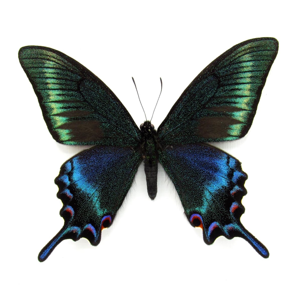 Real Alpine Swallowtail framed taxidermy - Papilio maackii tutanus - spring form