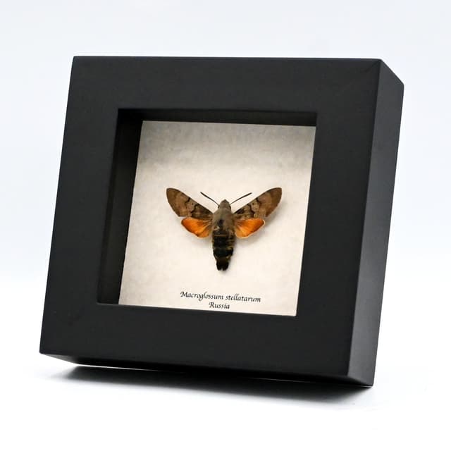 Real Hummingbird Hawk-moth framed taxidermy - Macroglossum stellatarum