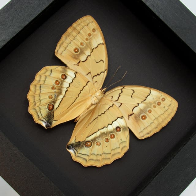 Large Jungle Queen butterfly framed taxidermy - Stichophthalma neumogeni