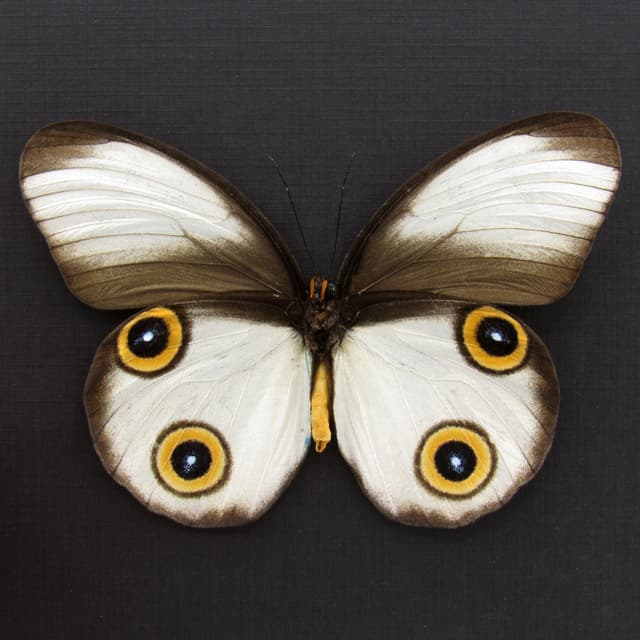 Rare Owl butterfly framed taxidermy - Taenaris cyclops - large female