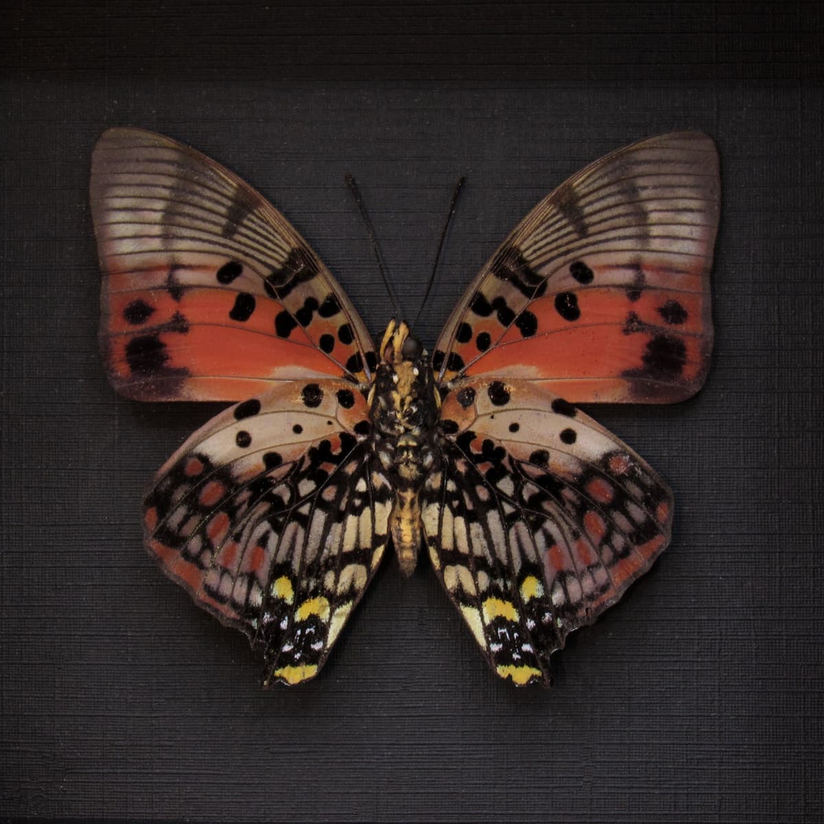 Real Red Charaxes butterfly framed taxidermy - Charaxes zingha