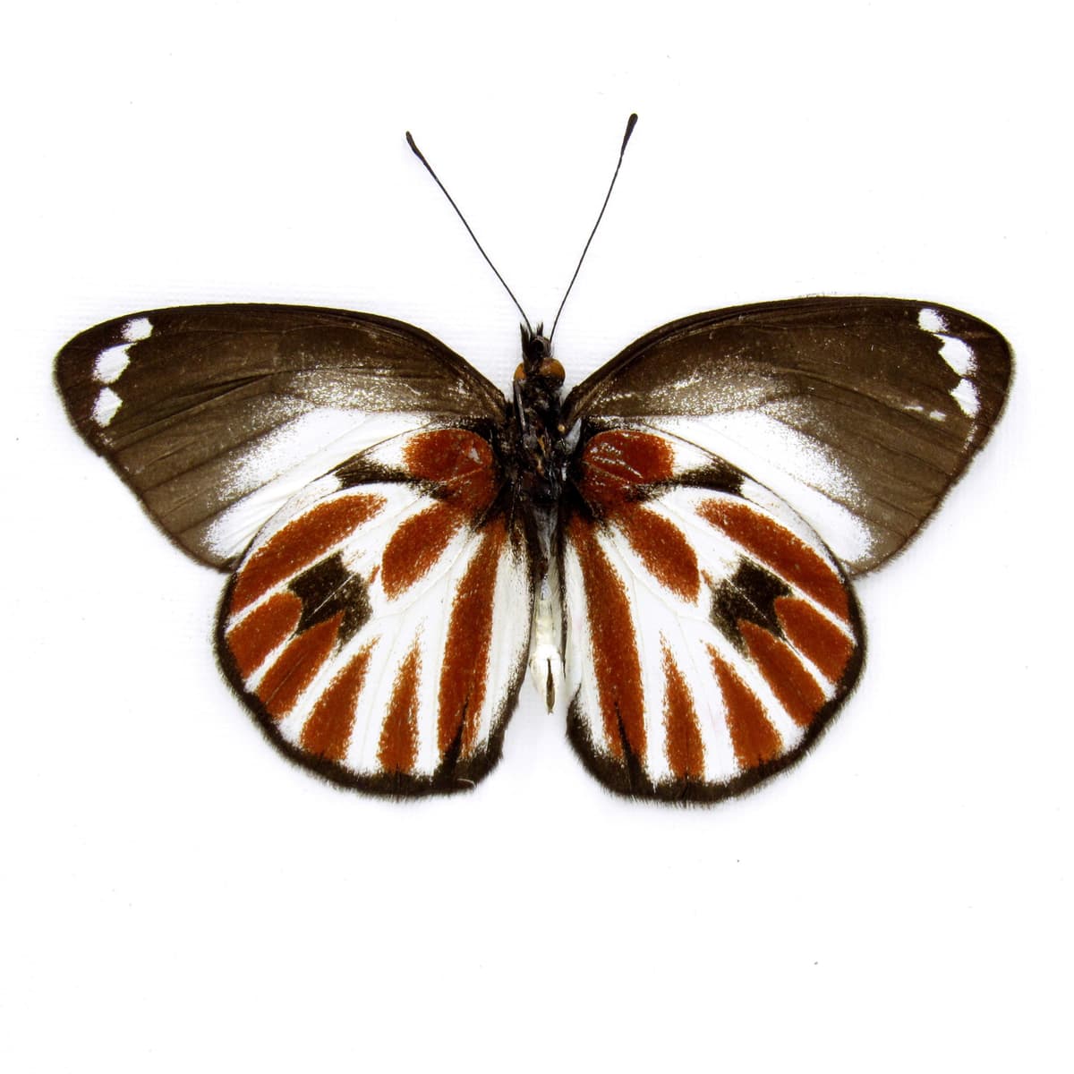 Rare Zebra Delias butterfly framed taxidermy - Delias nais zebra - Victorian mount