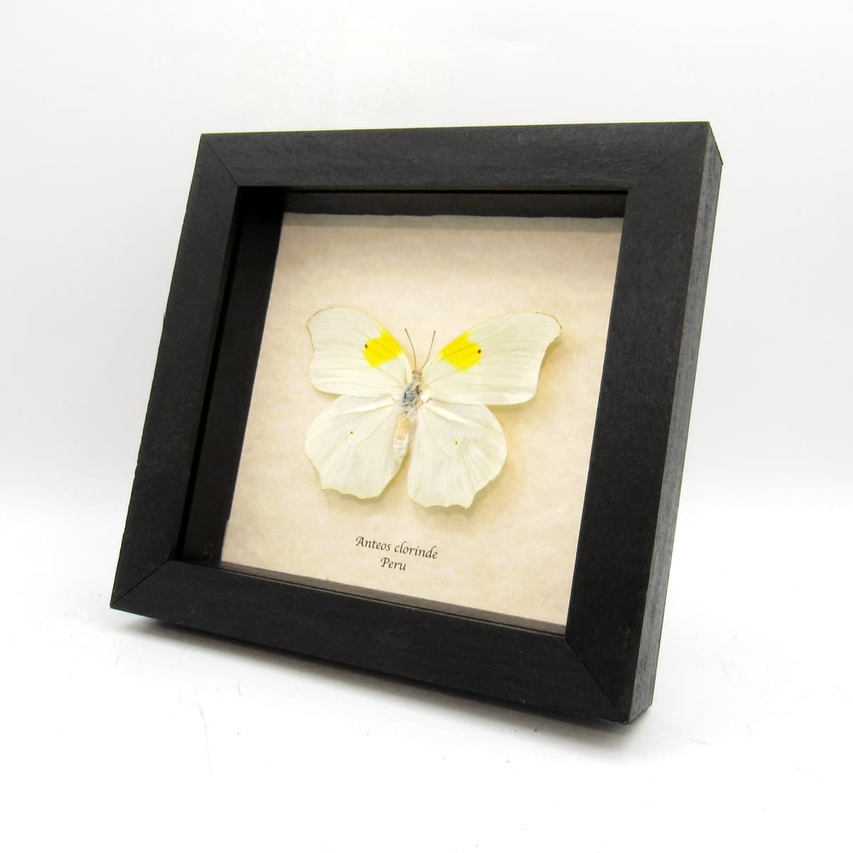 Real white butterfly framed taxidermy - Anteos clorinde