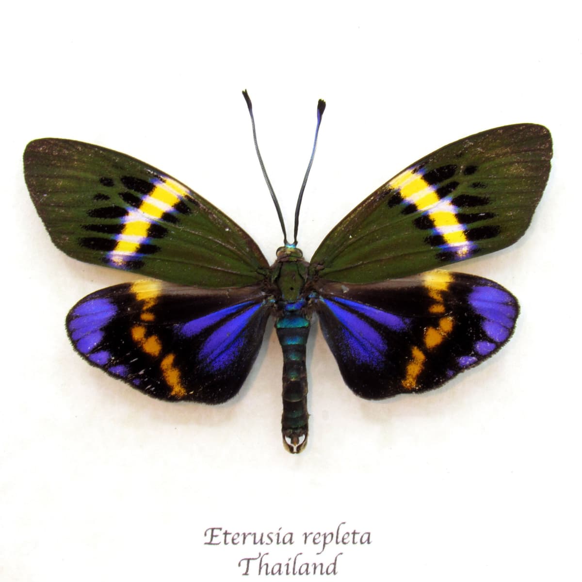 Real metallic day moth framed taxidermy - Eterusia repleta
