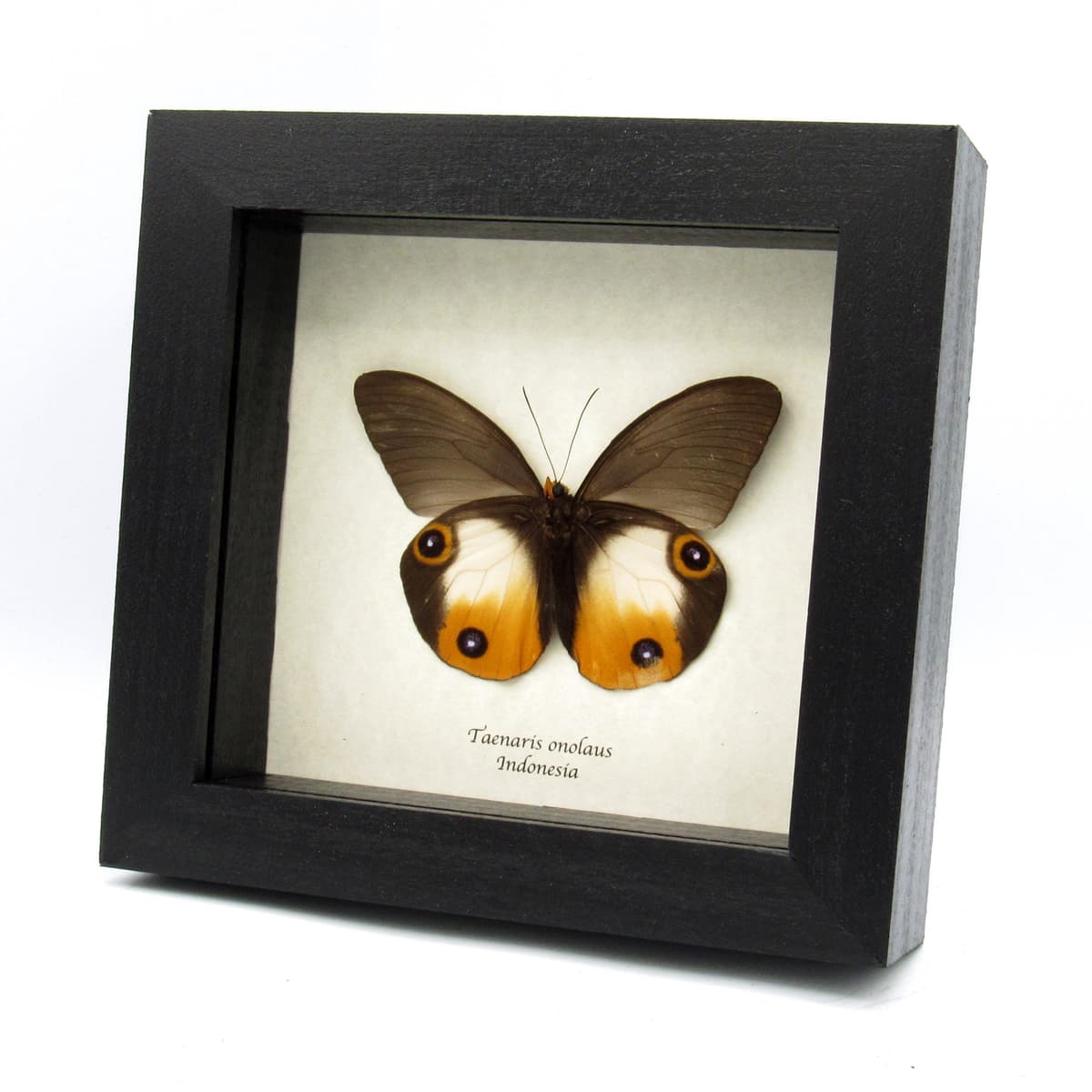 Rare large orange Owl butterfly framed taxidermy - Taenaris onolaus