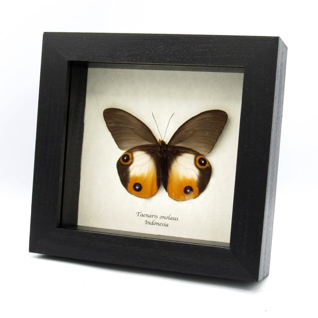 Rare large orange Owl butterfly framed taxidermy - Taenaris onolaus