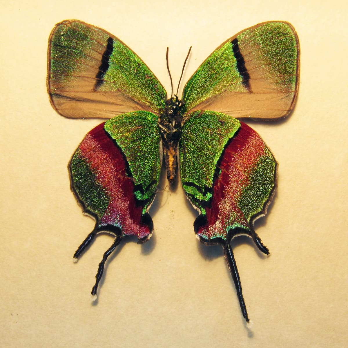 Rare butterfly framed taxidermy - Evenus coronata