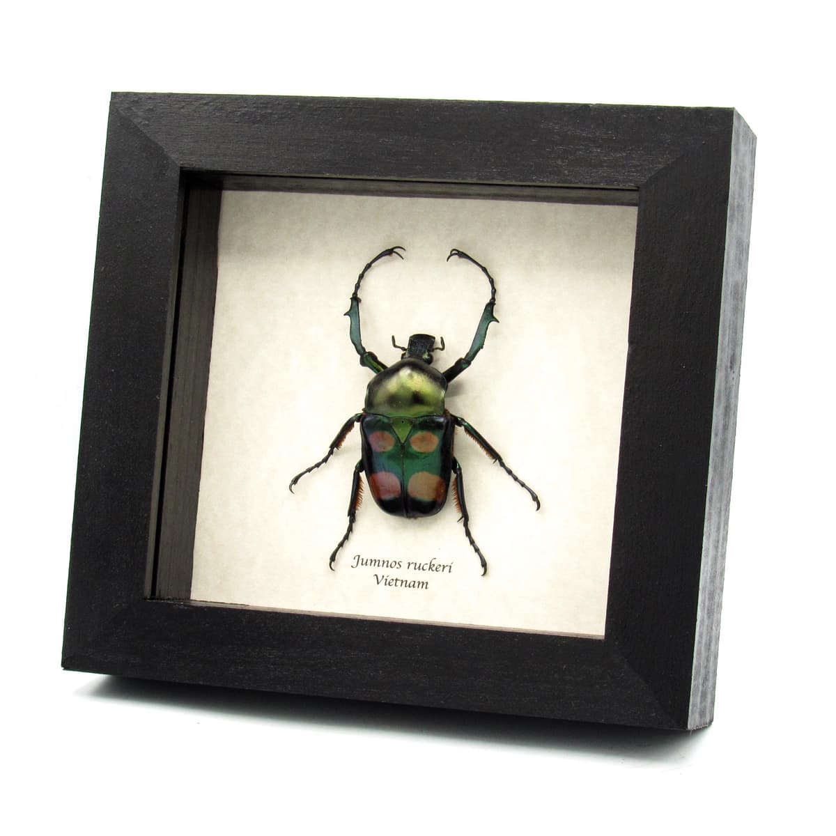 Rare metallic green flower beetle framed taxidermy - Jumnos ruckeri
