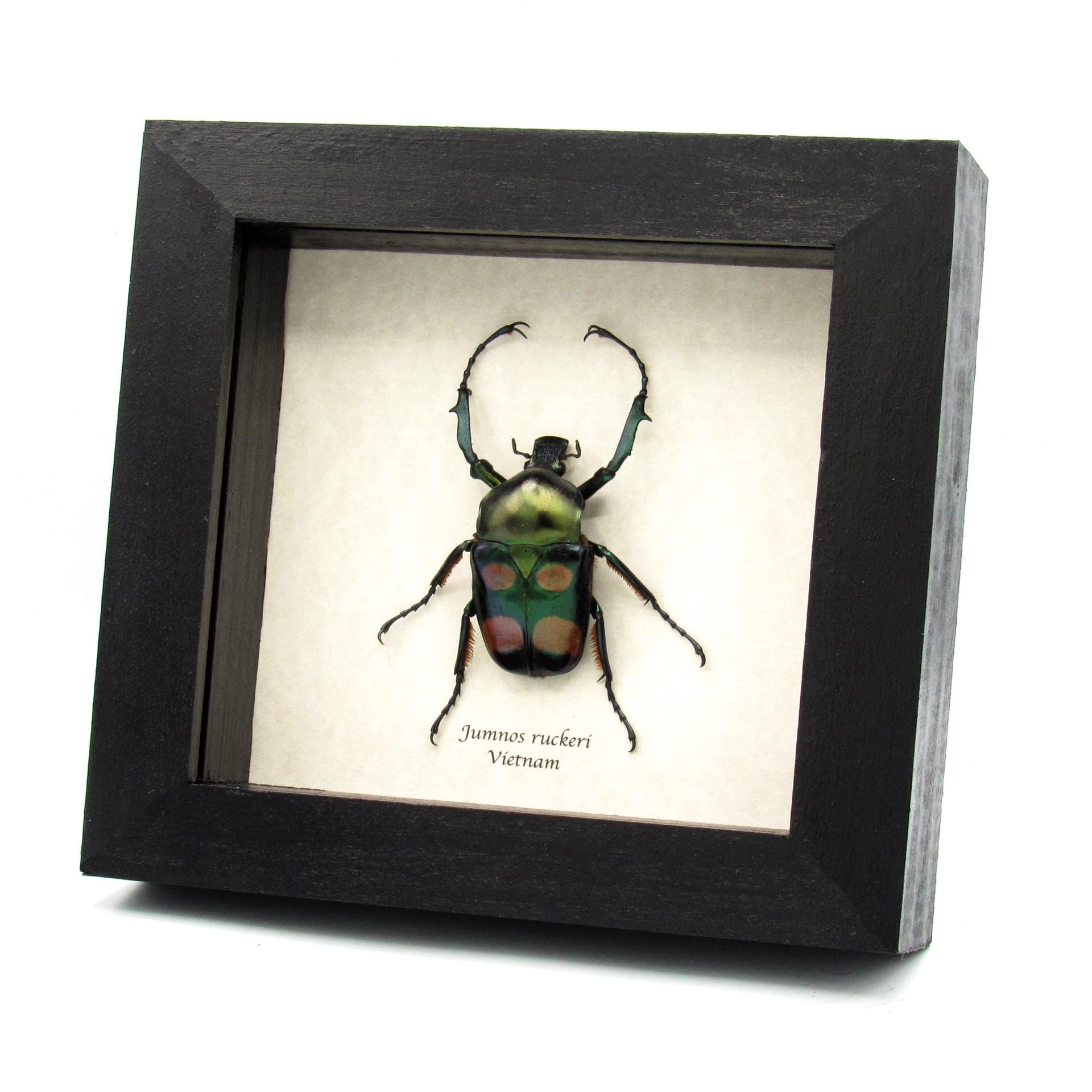 Rare metallic green flower beetle framed taxidermy - Jumnos ruckeri