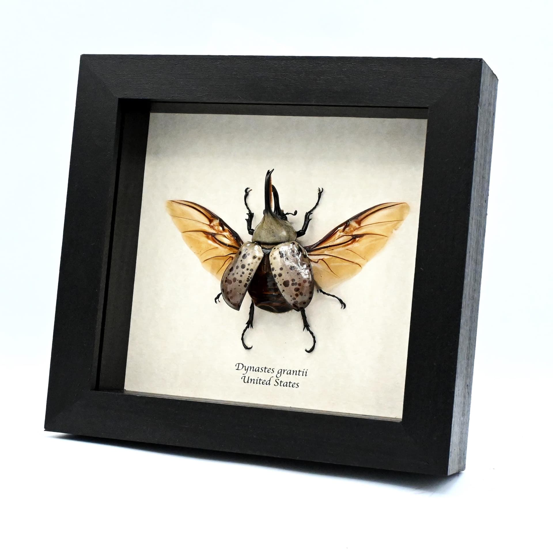 Real XL Western Hercules beetle framed taxidermy - Dynastes grantii