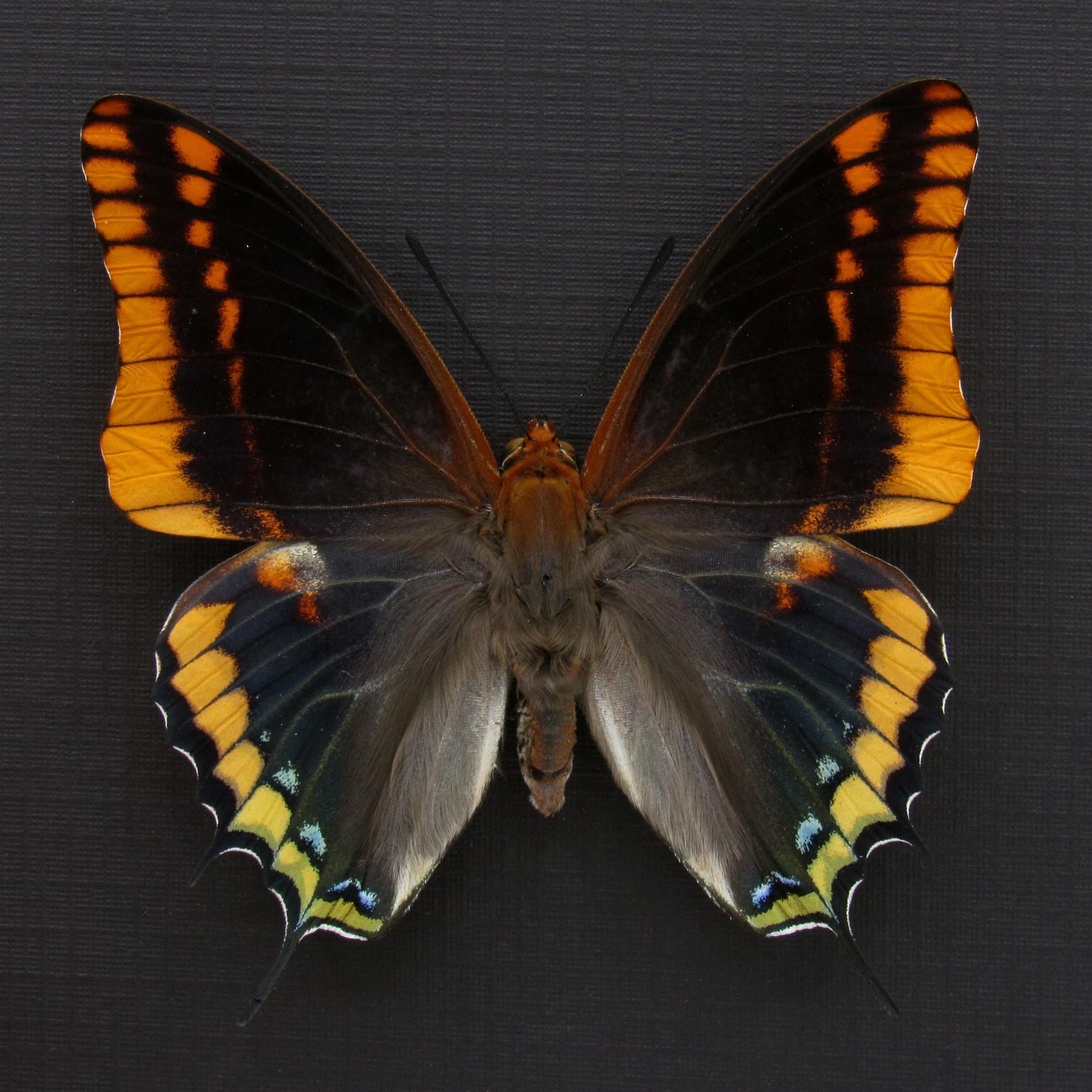 Rare Two-tailed Pasha butterfly framed taxidermy - Charaxes jasius septentrionalis