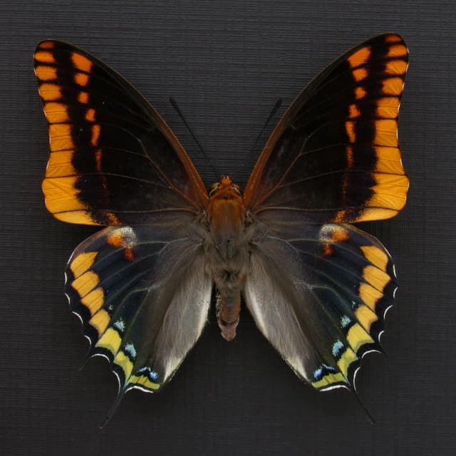 Rare Two-tailed Pasha butterfly framed taxidermy - Charaxes jasius septentrionalis