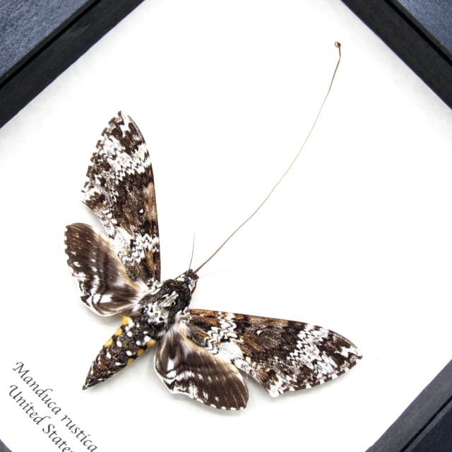 XL Rustic Sphinx moth framed taxidermy - Manduca rustica - female - extended proboscis