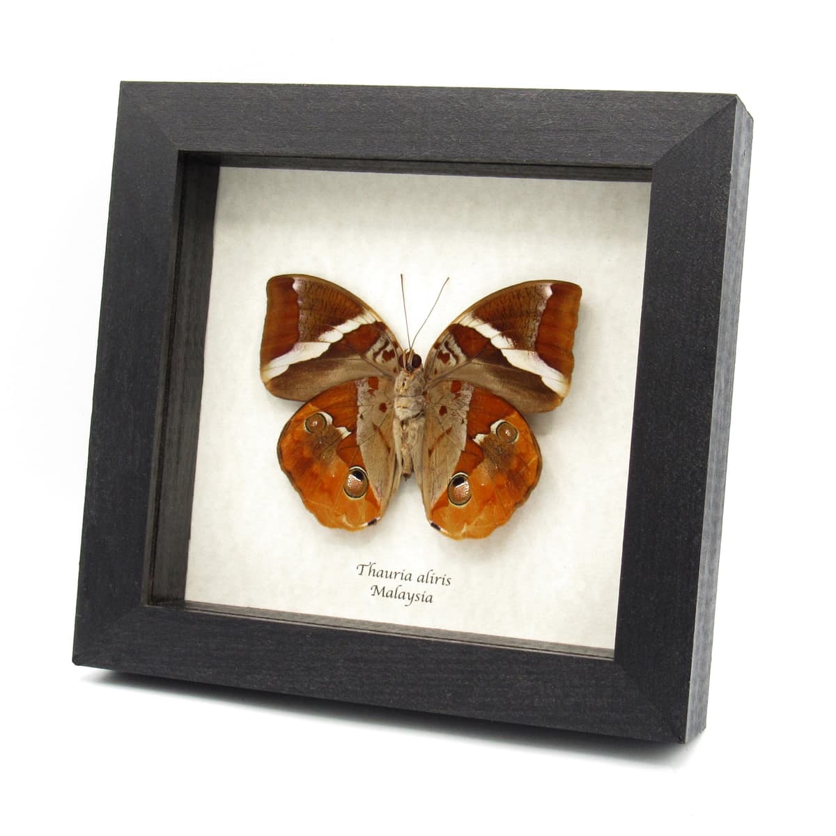 Real butterfly framed taxidermy - Thauria aliris