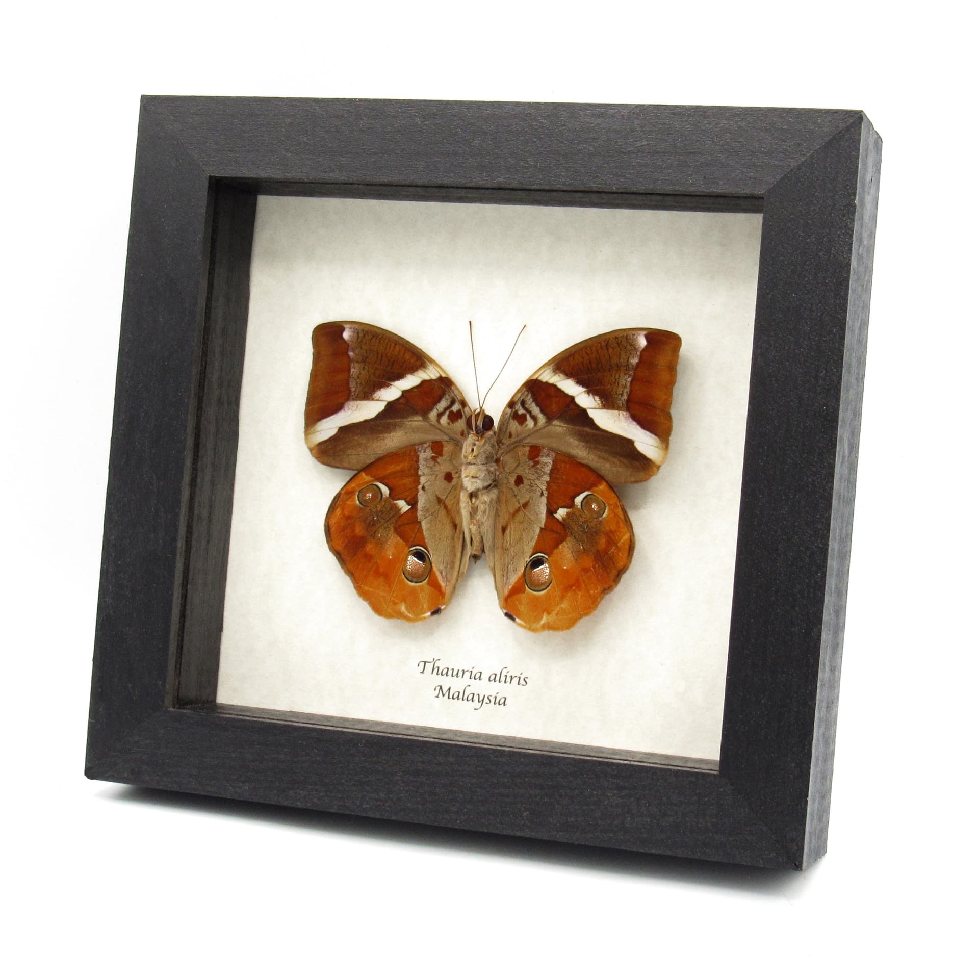Real butterfly framed taxidermy - Thauria aliris