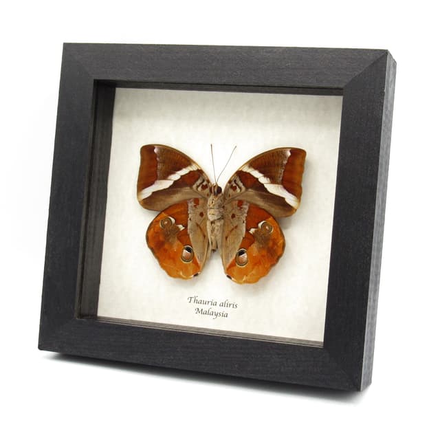 Real butterfly framed taxidermy - Thauria aliris