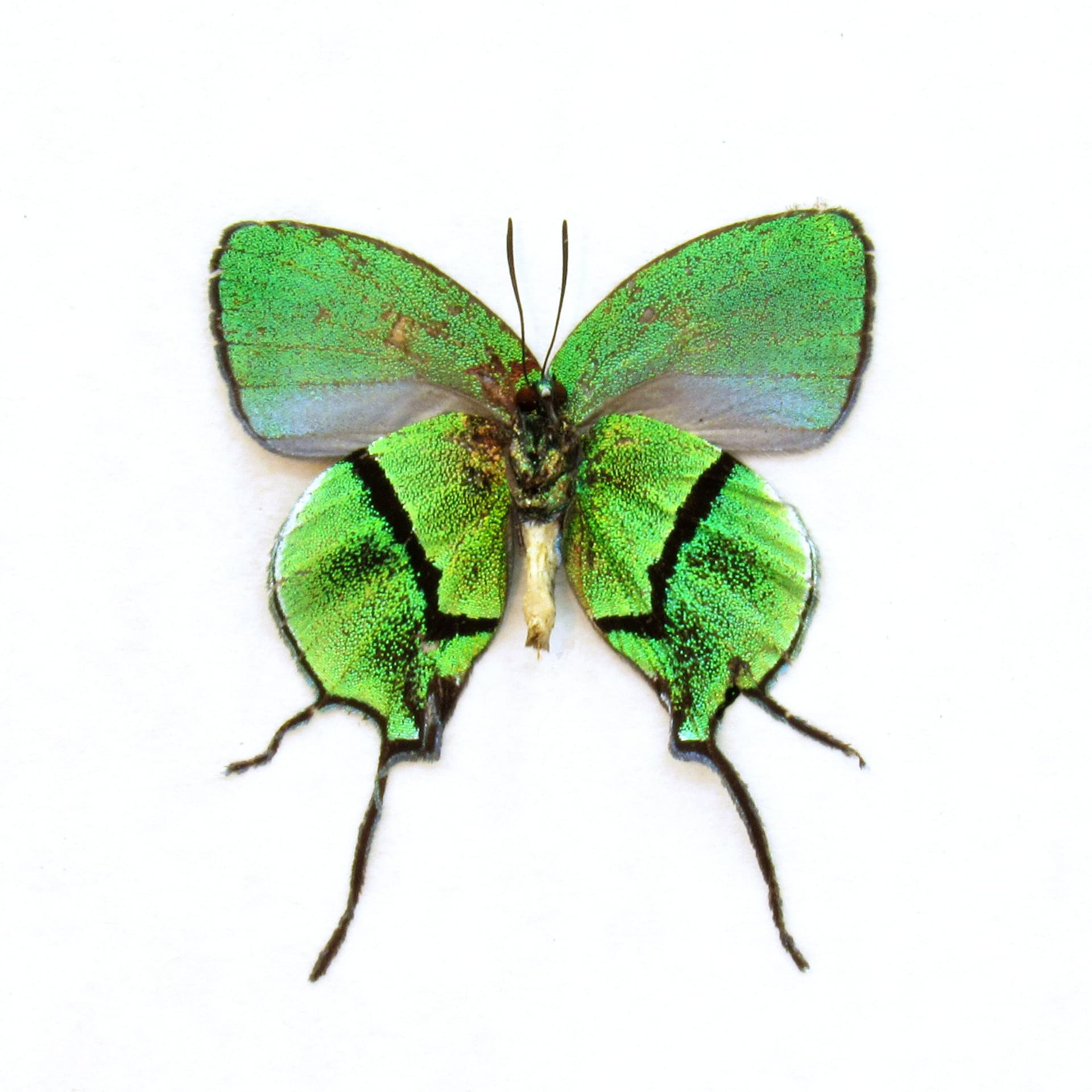 Rare metallic green butterfly framed taxidermy - Arcas tuneta