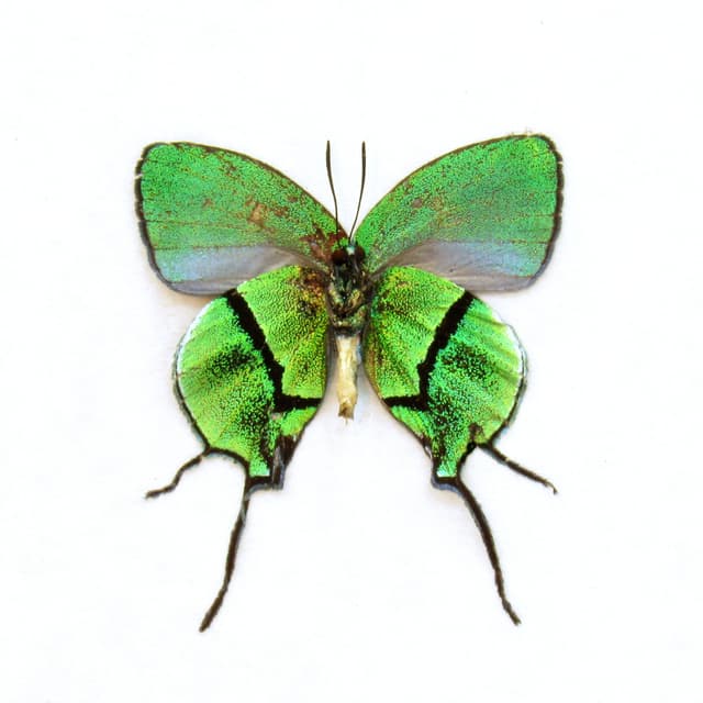 Rare metallic green butterfly framed taxidermy - Arcas tuneta