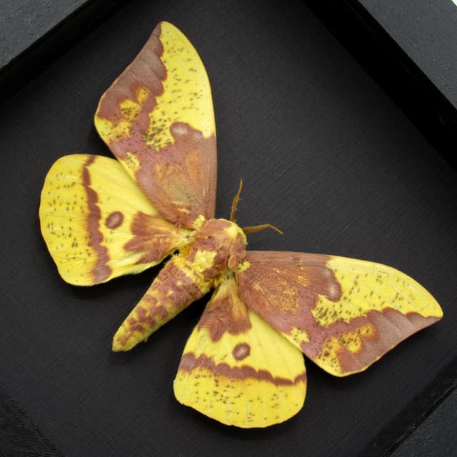 Real XL Imperial moth framed taxidermy - Eacles imperialis