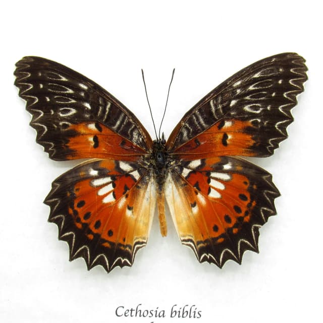 Real Red-orange butterfly framed taxidermy - Cethosia biblis
