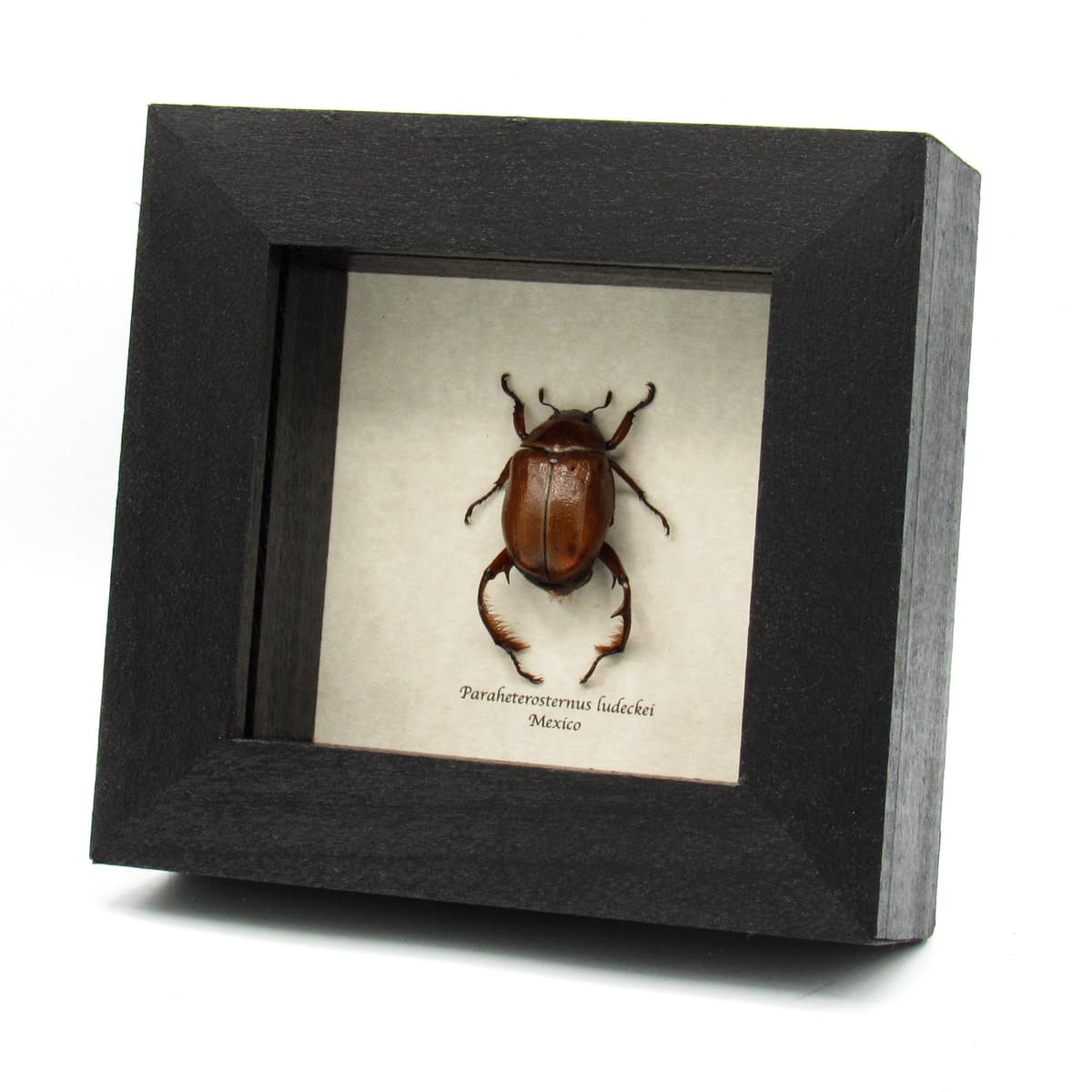 Rare from legged Scarab beetle framed taxidermy - Paraheterosternus ludecki