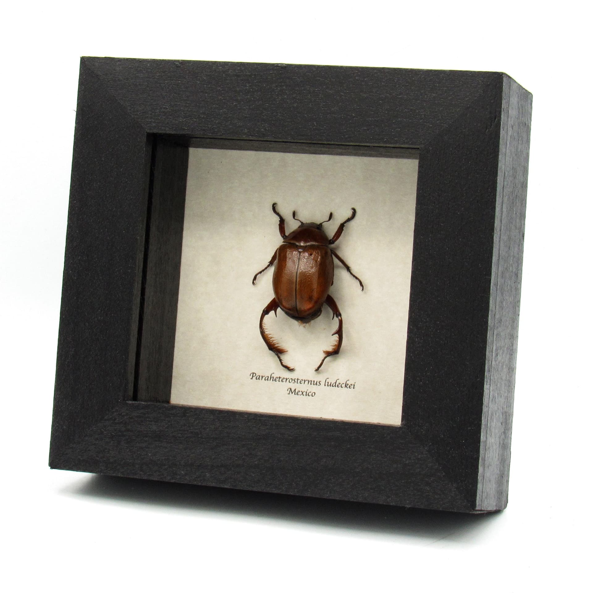 Rare from legged Scarab beetle framed taxidermy - Paraheterosternus ludecki