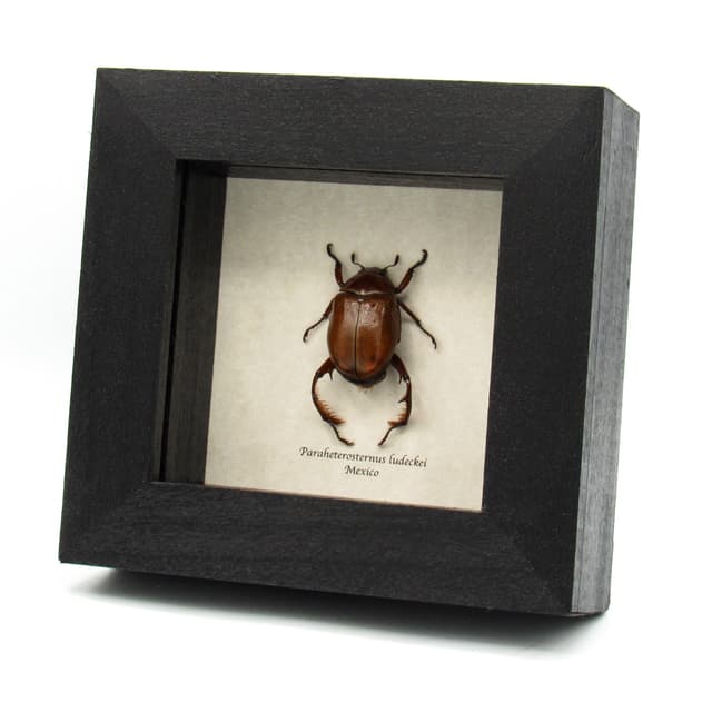 Rare from legged Scarab beetle framed taxidermy - Paraheterosternus ludecki