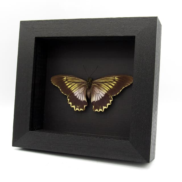 Real Swallowtail butterfly framed taxidermy - Battus streckerianus - female - Victorian mount