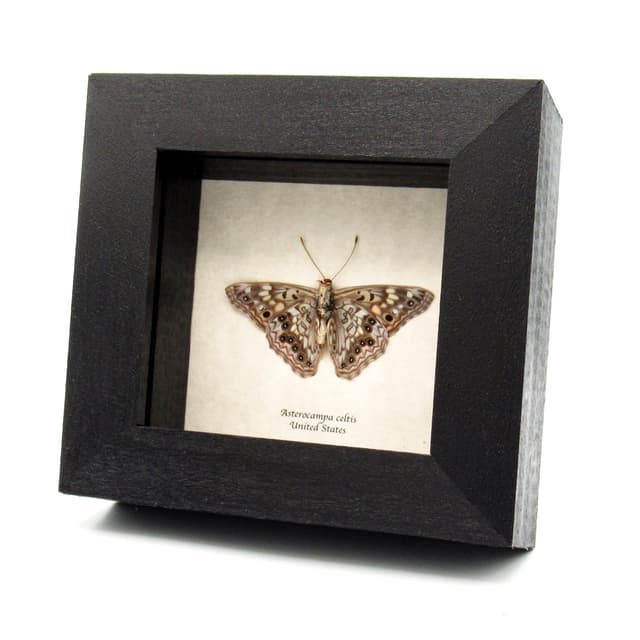 Real Hackberry Emperor butterfly framed taxidermy - Asterocampa celtis - Victorian mount