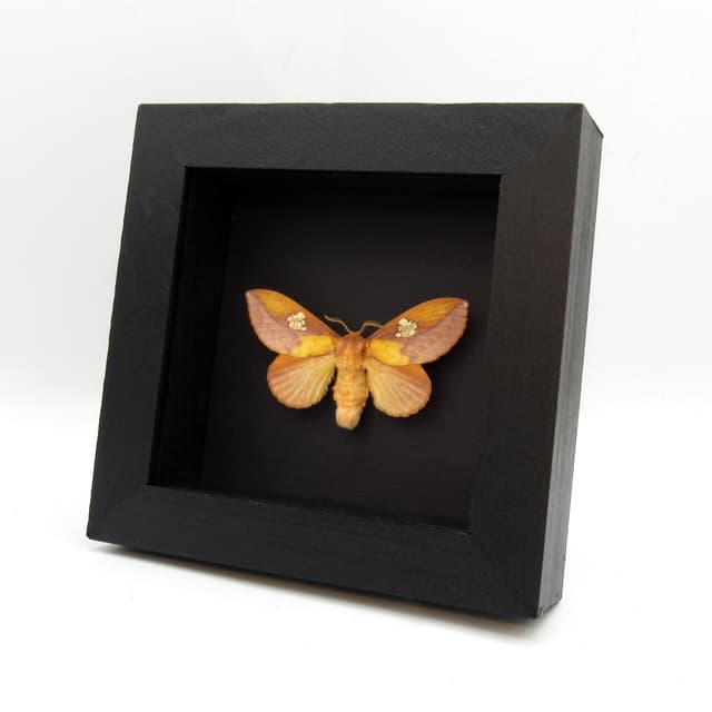 Real Leaf Mimic Snouth moth framed taxidermy - Euthrix laeta - large female
