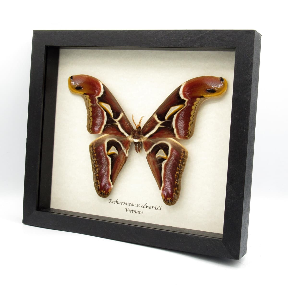 Real XL Saturn moth framed - Archaeoattacus edwardsii - burgundy color form - 7.85" wingspan