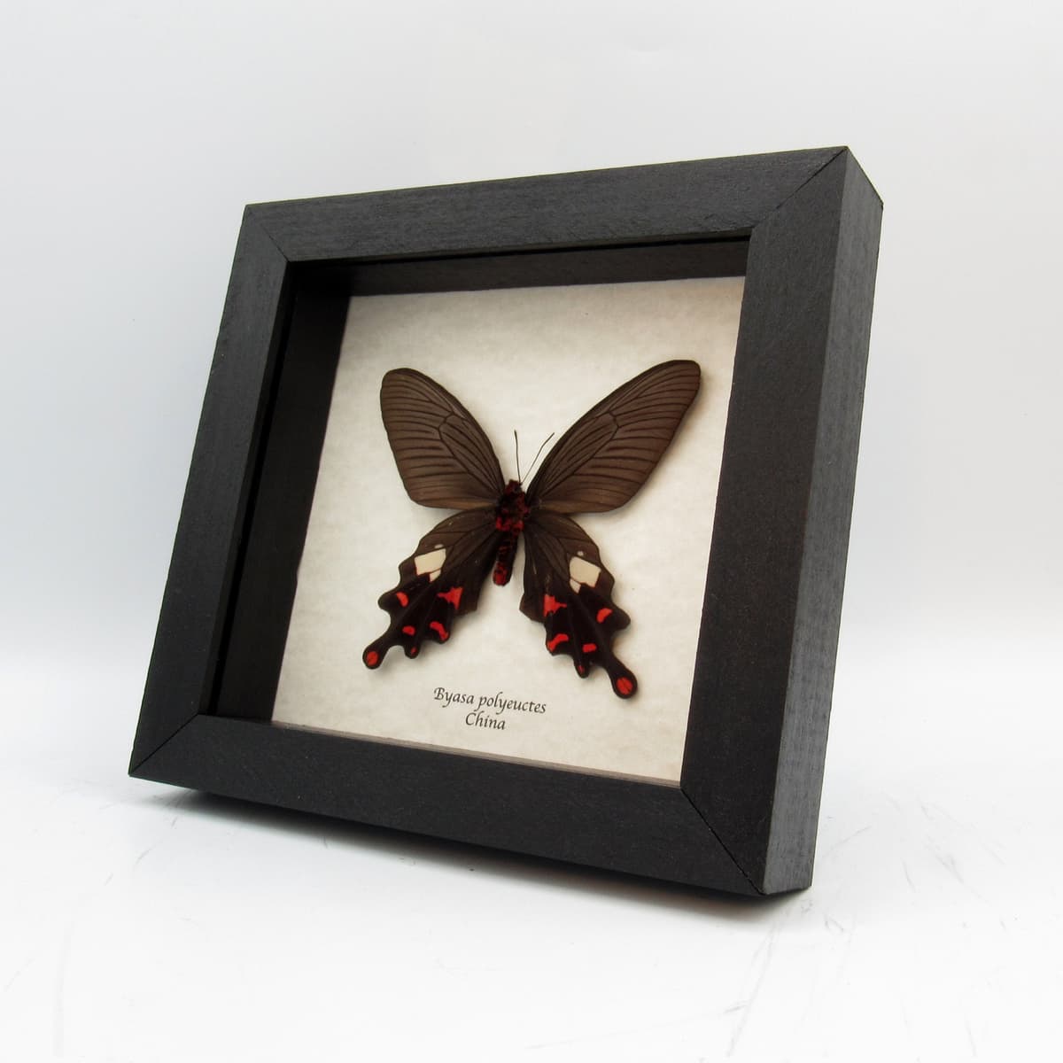 Real Common Windmill butterfly framed taxidermy - Byasa polyeuctes