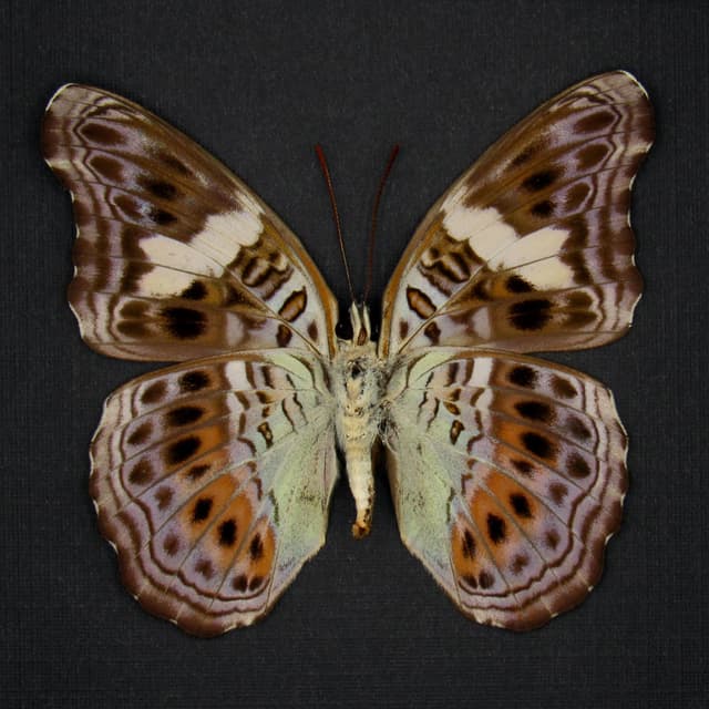 Real lavender butterfly framed taxidermy - Lamasia lyncides