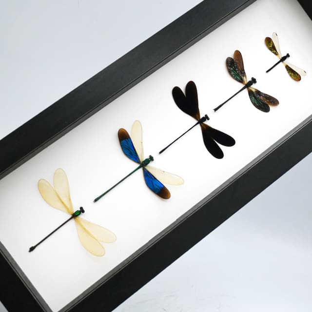 Real Dragonfly collection framed taxidermy