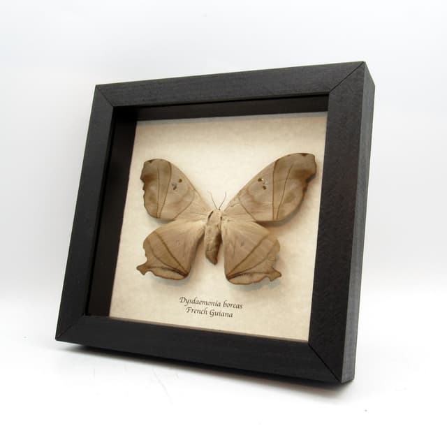 Real Giant Saturn moth framed taxidermy - Dysdaemonia boreas - female