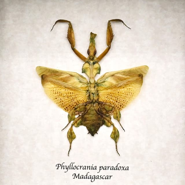 Rare Ghost Mantis framed taxidermy - Phyllocrania paradoxa - female