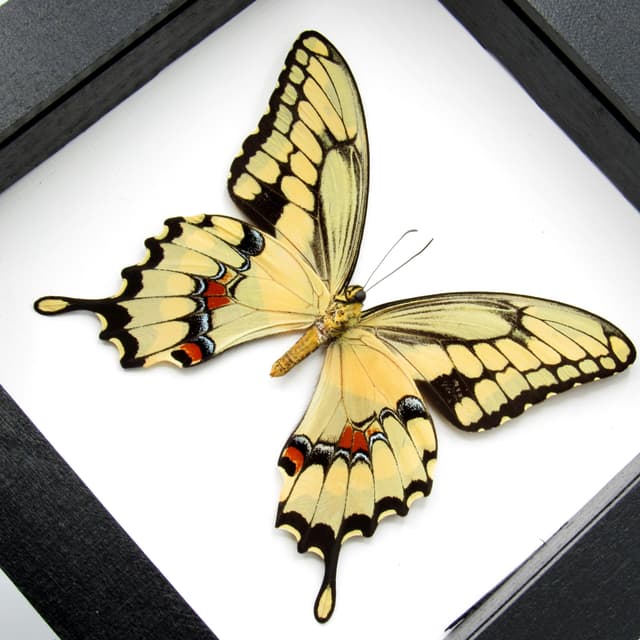 Real framed yellow Swallowtail butterfly taxidermy - Papilio cresphontes