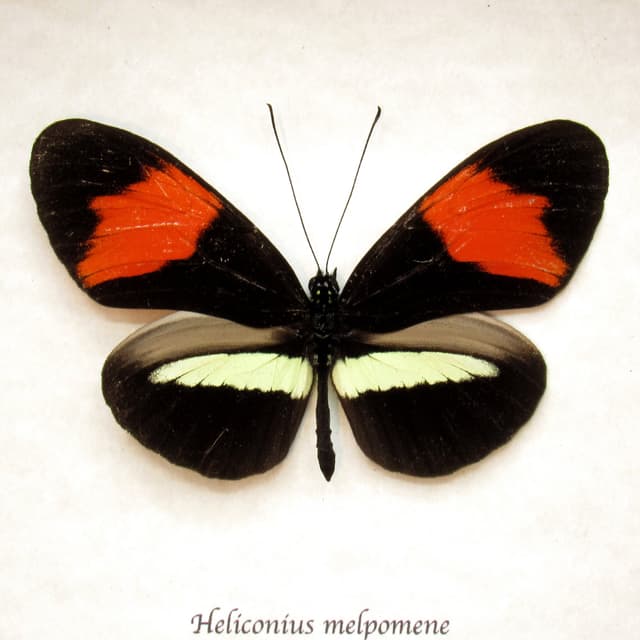 Large real red Longwing butterfly framed taxidermy - Heliconius melpomene
