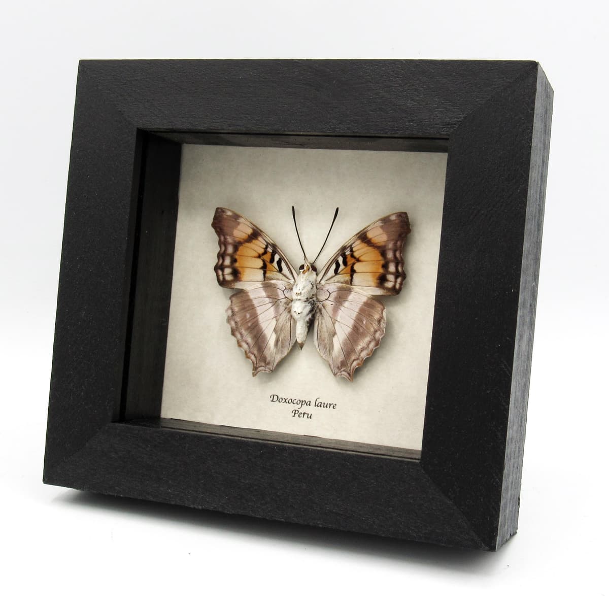 Real Silver Emperor butterfly framed taxidermy - Doxocopa laure