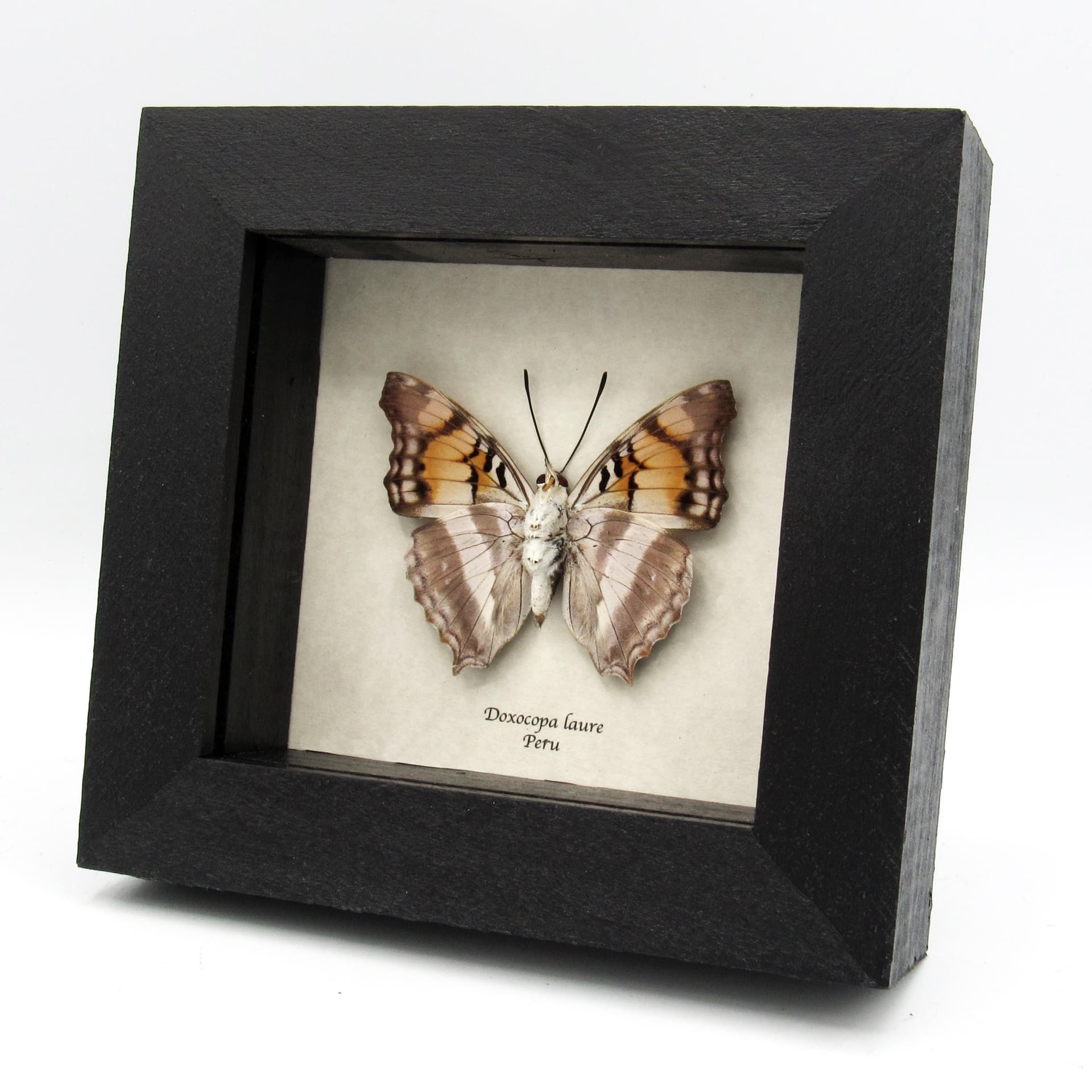 Real Silver Emperor butterfly framed taxidermy - Doxocopa laure
