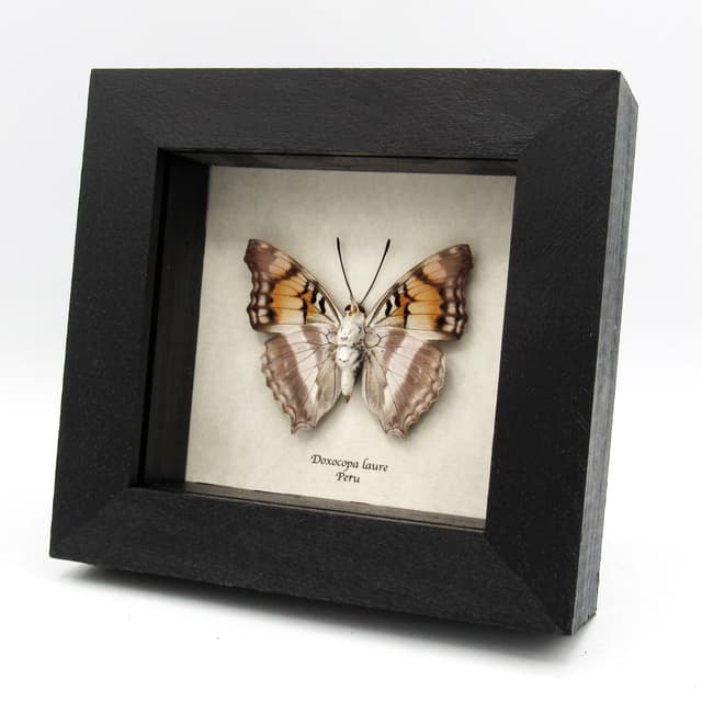 Real Silver Emperor butterfly framed taxidermy - Doxocopa laure