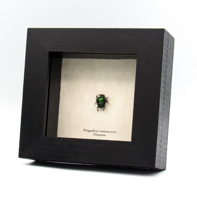 Real green horned dung beetle framed taxidermy - Proagoderus ramosicornis
