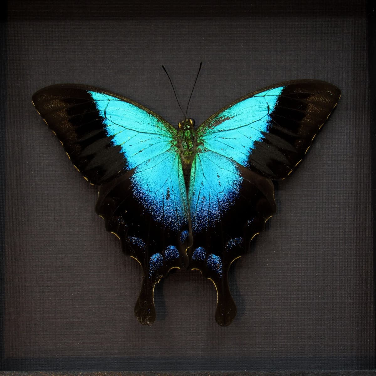 Real framed taxidermy blue Swallowtail butterfly - Papilio pericles - Victorian mount