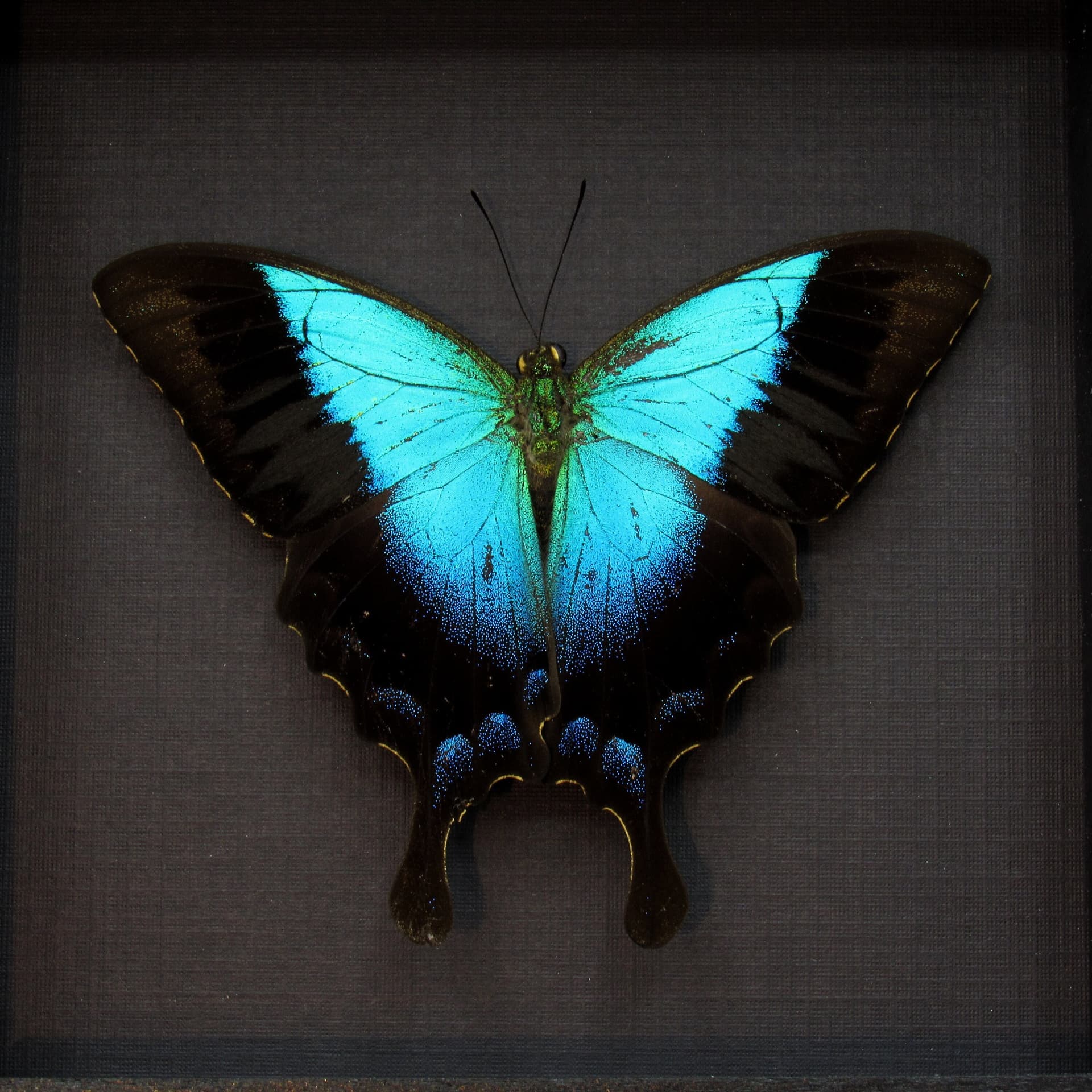Real framed taxidermy blue Swallowtail butterfly - Papilio pericles - Victorian mount