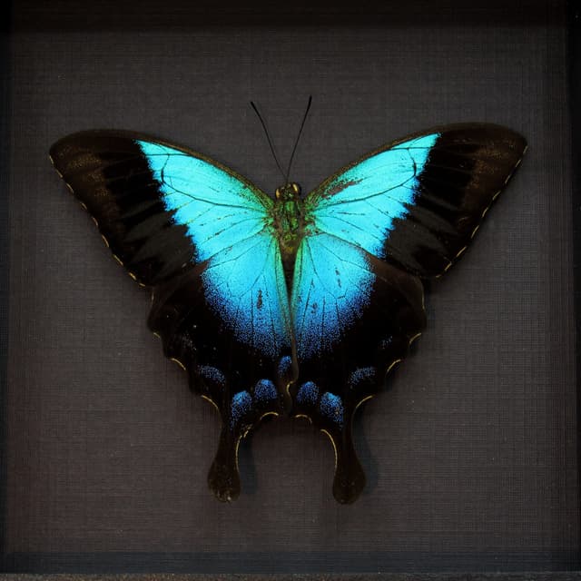 Real framed taxidermy blue Swallowtail butterfly - Papilio pericles - Victorian mount